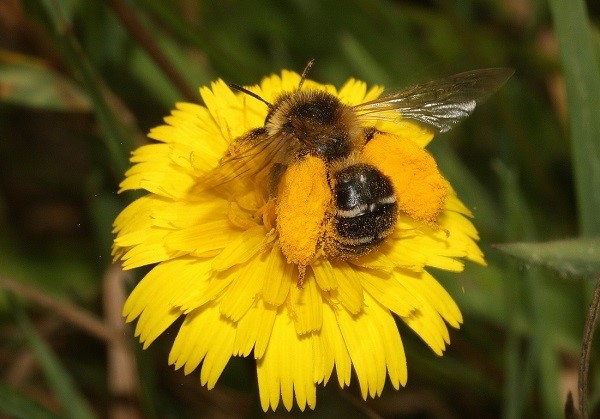 Bericht Bloemzaad zaaien voor de wilde bijen bekijken